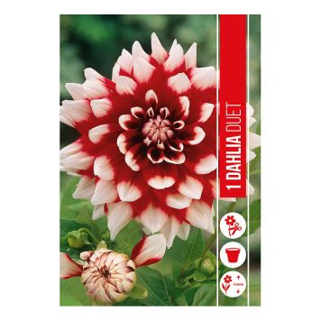 VÅRLÖK DAHLIA DUET 1ST