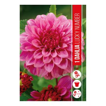 VÅRLÖK DAHLIA LYCKY NUMDER 1ST