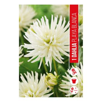 VÅRLÖK DAHLIA PLAYA BLANCA 1ST