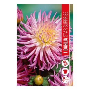 VÅRLÖK DAHLIA DUET STAR SUPRISE 1ST