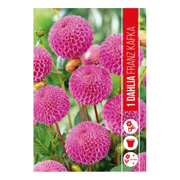 VÅRLÖK DAHLIA FRANZ KAFKA 1ST