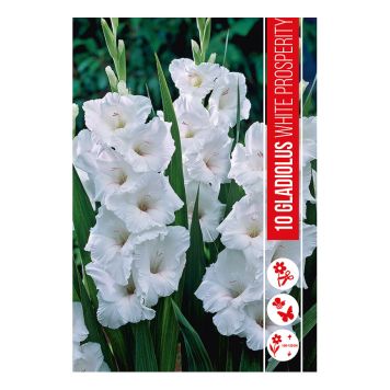 VÅRLÖK GLADIOLUS WHITE PROSPERITY 10ST