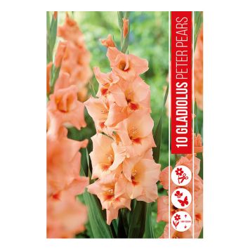 VÅRLÖK GLADIOLUS PETER PEARS 10ST
