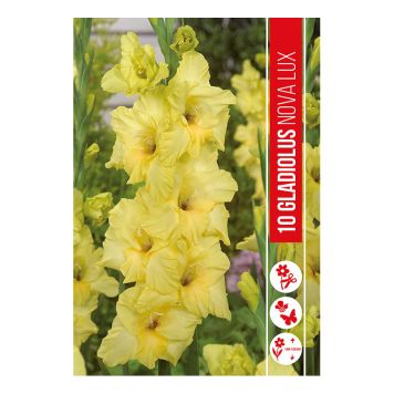 VÅRLÖK GLADIOLUS NOVA LUX 10ST