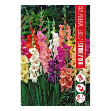 VÅRLÖK GLADIOLUS MIX 10ST