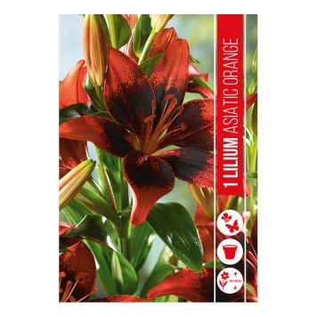 VÅRLÖK LILJA LILIUM ORANGE TON 1ST