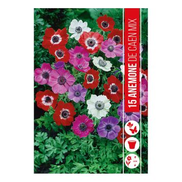 VÅRLÖK ANEMONE DE CAEN 15ST