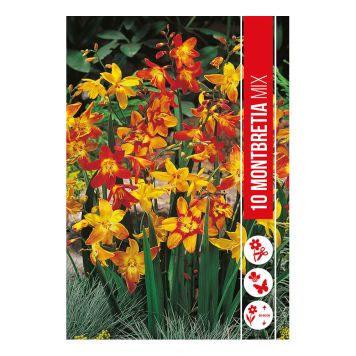 VÅRLÖK MONTBRETIA MIX 10ST