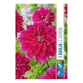 VÅRLÖK DAHLIA LE BARON 1ST