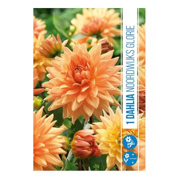 VÅRLÖK DAHLIA NOORDWIJKS GLORIE 1ST 