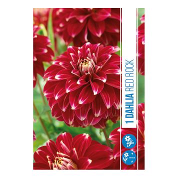 VÅRLÖK DHALIA RED ROCK 1ST