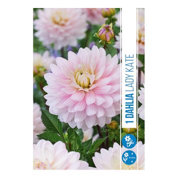 VÅRLÖK DHALIA LADY KATE 1ST