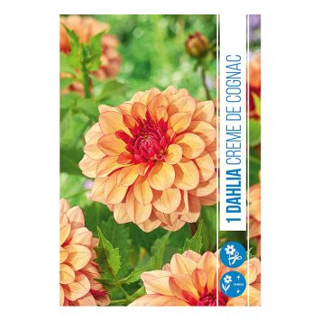 VÅRLÖK DHALIA CREME DE COGNAC 1ST