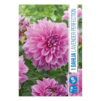 VÅRLÖK DHALIA LAVENDER PERFECTION 1ST