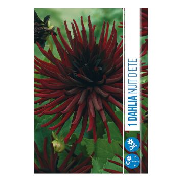 VÅRLÖK DHALIA NUIT D'ETE 1ST