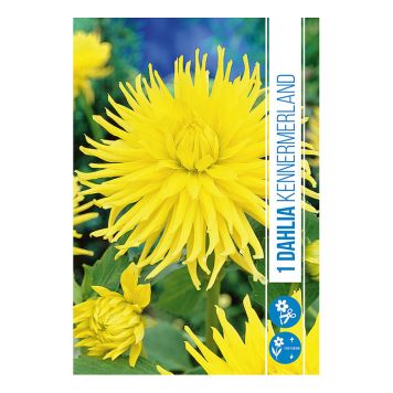 VÅRLÖK DHALIA KENNERMERLAND 1ST