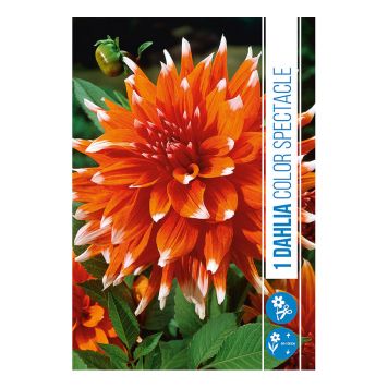 VÅRLÖK DHALIA COLOUR SPECTACLE 1ST