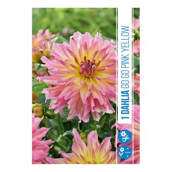 VÅRLÖK DHALIA PINK-YELLOW 1ST