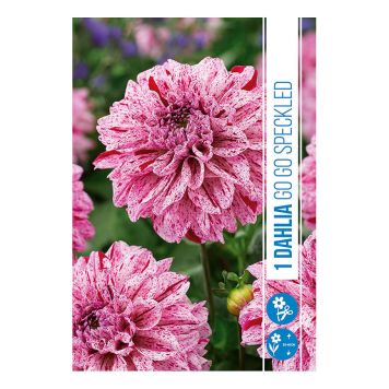 VÅRLÖK DHALIA SPECKLED 1ST