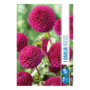 VÅRLÖK DHALIA ROCCO 1ST