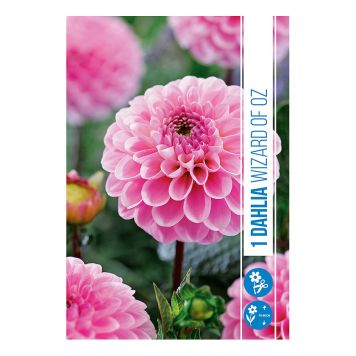 VÅRLÖK DHALIA WIZARD OF OZ 1ST