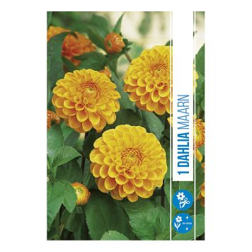 VÅRLÖK DHALIA MAARN 1ST