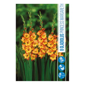 VÅRLÖK GLADIOLUS PRINCESS MARGARETH 8ST