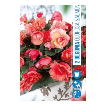 VÅRLÖK BEGONIA SALMON 2ST