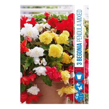 VÅRLÖK BEGONIA MIX 3ST