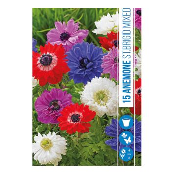 VÅRLÖK ANEMONE ST.BRIGID 15ST
