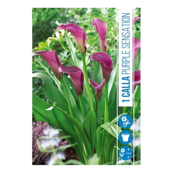 VÅRLÖK ZANTEDESCHIA PURPLE SENSATION 1ST