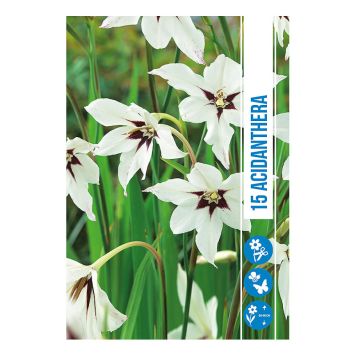 VÅRLÖK ACIDANTHERA 15ST 