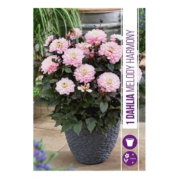 VÅRLÖK DAHLIA MELODY HARMONY 1ST