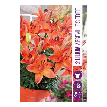 VÅRLÖK LILJA LILIUM ABBEYVILLE'S PRIDE 2ST