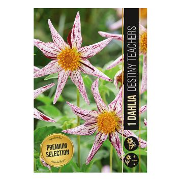 VÅRLÖK DAHLIA DESTINY TEACHERS 1ST