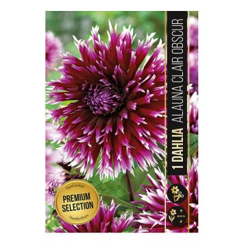 VÅRLÖK DAHLIA ALAUNA CLAIR OBSCUR 1ST 