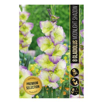 VÅRLÖK GLADIOLUS MOONLIGHT SHADOW 8ST