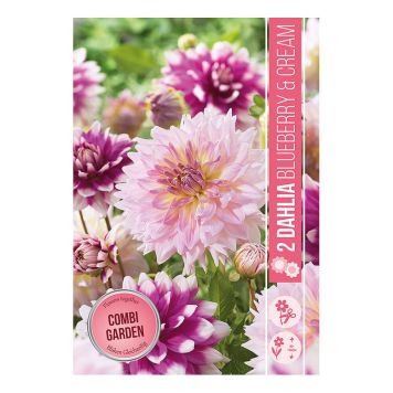 VÅRLÖK DAHLIAS BLUEBERRY & CREAM 2ST