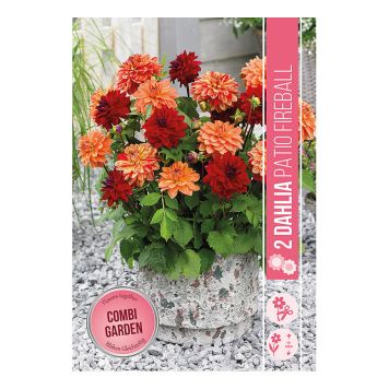 VÅRLÖK DAHLIAS PATIO FIREBALL 2ST