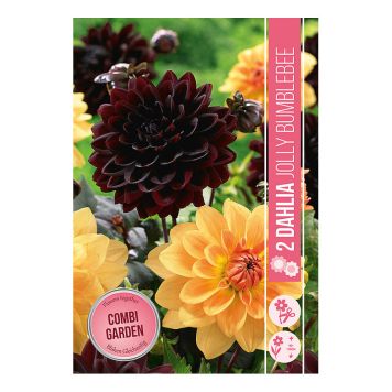 VÅRLÖK DAHLIA JOLLY BUMBLEBEE 2ST