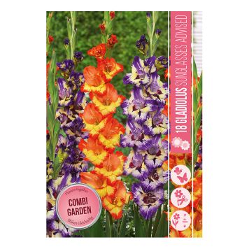 VÅRLÖK GLADIOLUS SUNGLASSES ADVICED 18ST