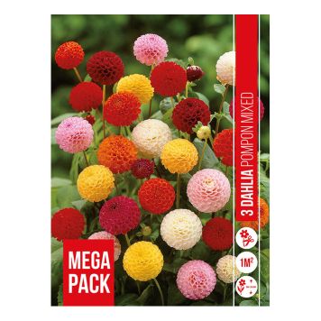 VÅRLÖK DAHLIA POMPON MIX 3ST