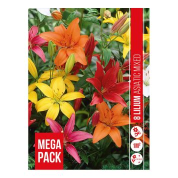 VÅRLÖK LILJA LILIUM ASIATIC MIX 8ST