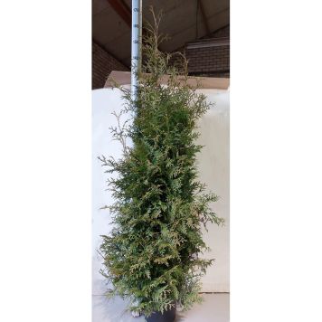 THUJA BRABANT KRUKA 140-160CM