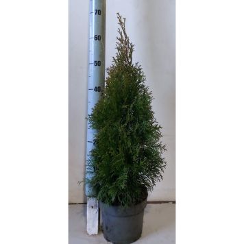 THUJA SMARAGD KRUKA 60-70CM