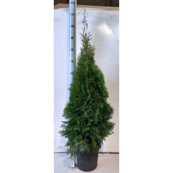 THUJA SMARAGD KRUKA 80-100CM