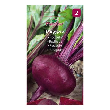 GRÖNSAKSFRÖ PIARDINO RÖDBETA D'ÉGYPTE