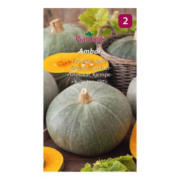 GRÖNSAKSFRÖ PIARDINO PUMPA AMBAR