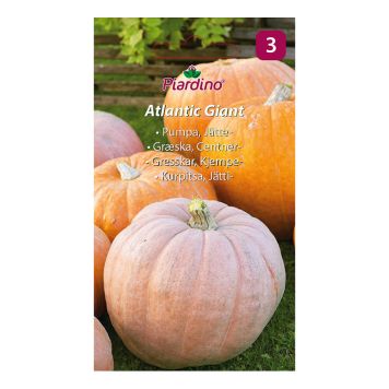 GRÖNSAKSFRÖ PIARDINO JÄTTEPUMPA ATLANTIC GIANT