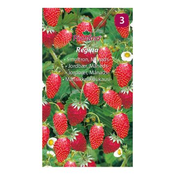 BÄRFRÖ PIARDINO SMULTRON REGINA